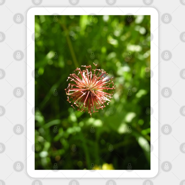 Scottish Photography Series (Vectorized) - Pink Wild Flower Sticker by MacPean